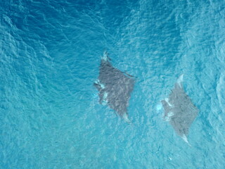 Manta ray drone view at Manta road in Pohnpei, Micronesia. You can meet them by scuba diving.