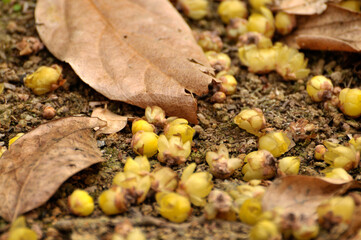 fallen wax plum buds on the ground	