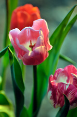 Naklejka premium blossoming tulips in spring