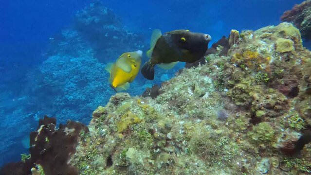 4k video of a White-spotted Filefish (Cantherhines macrocerus) in Cozumel, Mexico