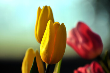 Naklejka premium blossoming tulips in spring