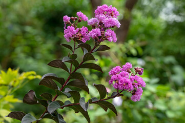Largerstroemia indica, Crape myrtle: Black Leaf Diamond 'Purely Purple', unusual for its dark foliage