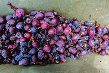 Myrtillocactus geometrizans Garambullo fruits in Mexico