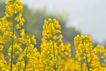Obraz premium Flowering oilseed