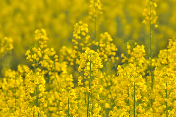 Flowering oilseed