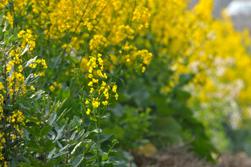 Flowering oilseed