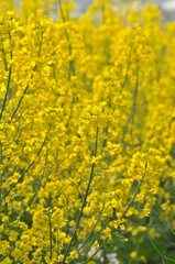 Flowering oilseed