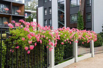 Fototapeta na wymiar beautiful pink geraniums on the facade fence and balconies of a modern residential complex