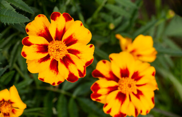 Marigolds are perennial plants of the Compositae family. Bright orange yellow marigold flowers in the garden