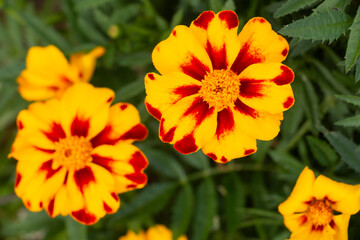 Marigolds are perennial plants of the Compositae family. Bright orange yellow marigold flowers in the garden