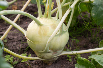 Green kohlrabi cabbage (vegetable) grows in the garden. Kohlrabi or turnip cabbage in vegetable garden, natural fortified vegetable