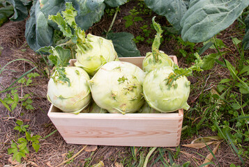 Green kohlrabi cabbage (vegetable) grows in the garden. Kohlrabi or turnip cabbage in a vegetable garden, natural fortified vegetable, harvesting