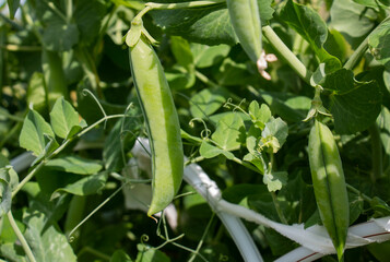 green pod of green peas. Harvest. Green pea. rich in vitamin A, B, C. Harvesting.