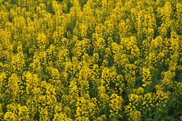 Blooming rapeseed