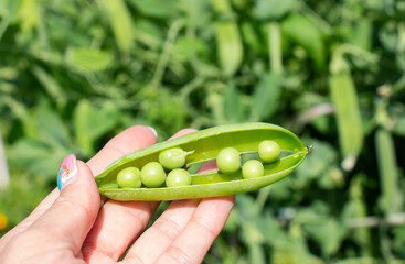green pod of green peas. Harvest. Green pea. rich in vitamin A, B, C. Harvest collection. A pod of...