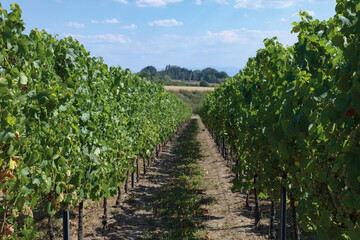 Fototapeta na wymiar vignoble nord de l'Alsace sous le soleil