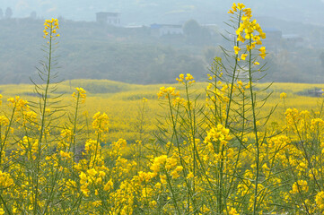 Blooming rapeseed