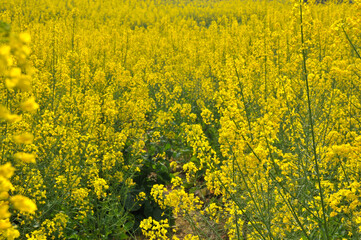 Obraz premium Blooming rapeseed