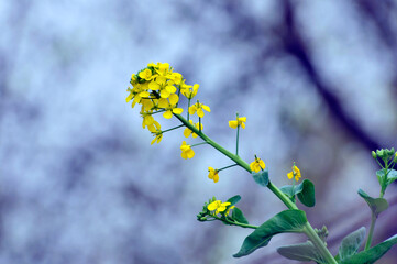 Flowering oilseed