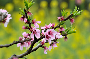 Peach blossom in spring time