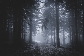 misty path in the mountain forest. bad weather on the trail during winter, the Giant Mountains - Poland