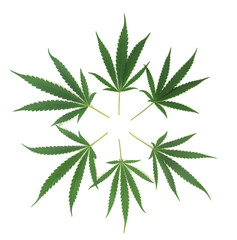 cannabis leave isolated on white background