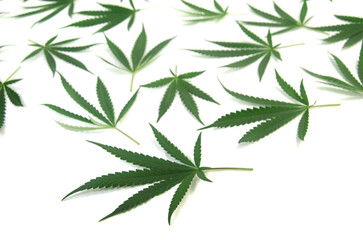 Naklejka premium canabis leaf on white background