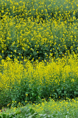 Flowering oilseed