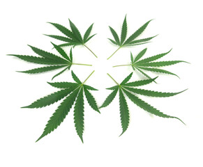 cannabis leaf isolated on white background