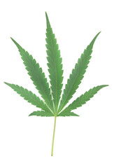 cannabis leaf isolated on white background