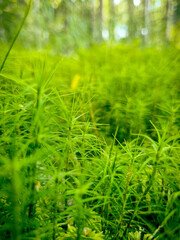 Green moss 