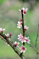 Naklejka na ściany i meble Peach blossom in spring time