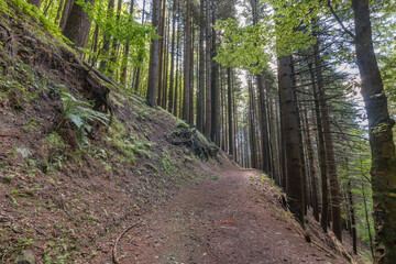 A trail inside the Acquerino Cantagallo nature reserve, Italy