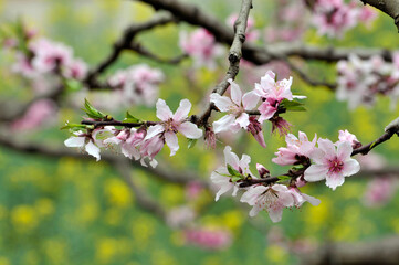 Peach blossom in spring time