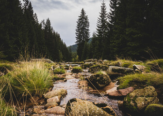 mountain stream IZERA in the middle of woods and trees, czech republic.