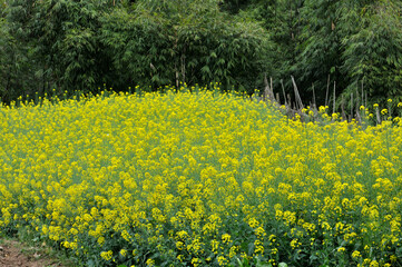 Flowering oilseed