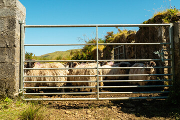 Wool sheep behind metal fence. Warm sunny day with clean blue sky. Agriculture industry