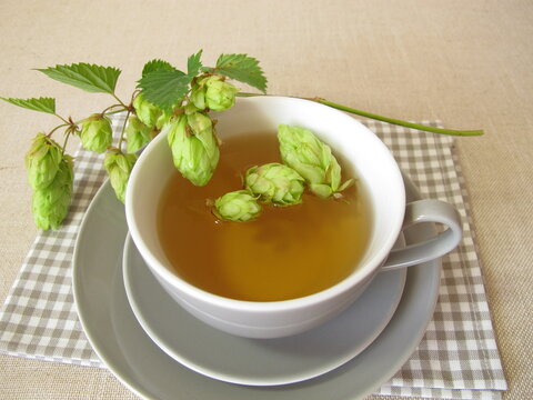Hops tea, herbal tea with hop flowers