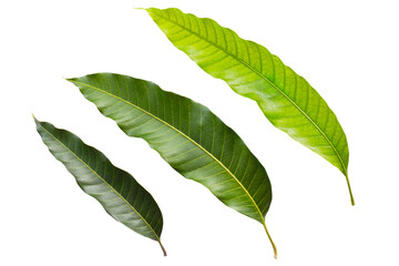 Fototapeta premium green leaf isolated on white background.