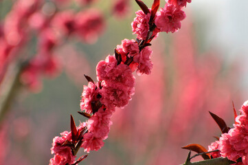 blossoming plum blossom in spring