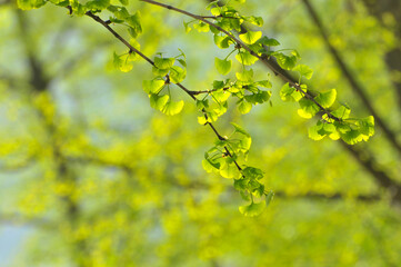 green ginkgo leaves in spring