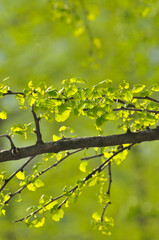 green ginkgo leaves in spring