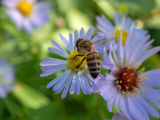 bee on flower close up