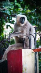 a baboon sitting on wall photo hd.