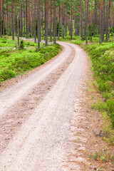 Fototapeta na wymiar Curve at a dirt road in a coniferous forest