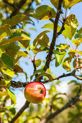Red apple on a tree branch