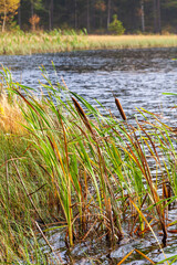 Obraz premium Bulrush plants at a lakeshore in autumn