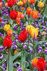 Colorful Tulips in a flower bed