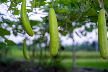 Calabash (Lagenaria siceraria) fruit from vegetable garden. locally known as bottle gourd, white flowered gourd, long melon, New Guinea bean Tasmania bean. crop planted and cultivated at farm
