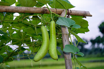Calabash (Lagenaria siceraria) fruit from vegetable garden. locally known as bottle gourd, white flowered gourd, long melon, New Guinea bean Tasmania bean. crop planted and cultivated at farm
